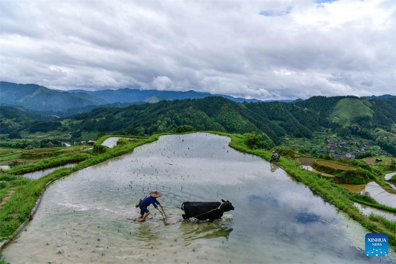 Guizhou : un dipl?mé universitaire se consacre à la recherche et à la protection des anciennes variétés de cultures à Liping