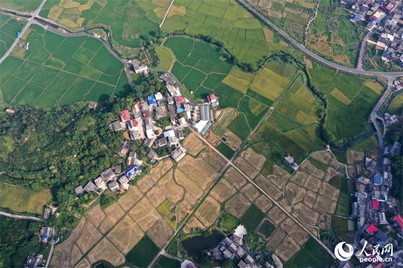 Jiangxi : une belle image des récoltes d'automne dans les villages de montagne de Shangli