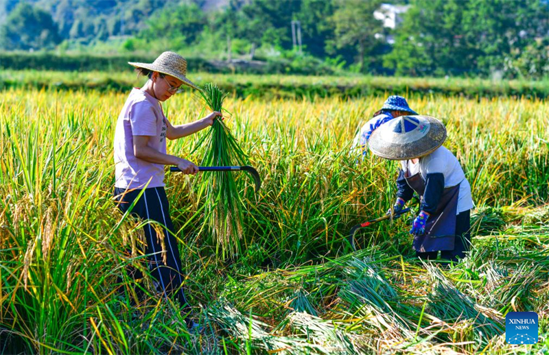 Guizhou : une jeune ouvrière villageoise aide les habitants de Zhouping à développer l'industrie de production de semences de riz