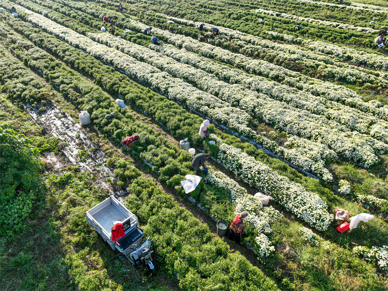 Anhui : la cueillette des chrysanthèmes bat son plein à Bozhou