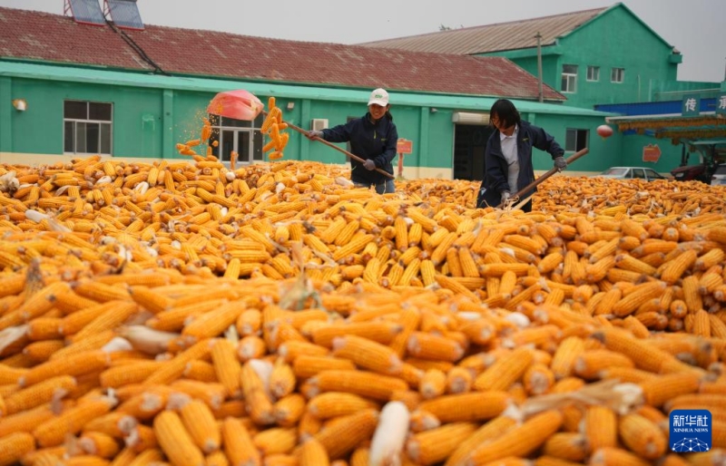 Les riches paysages de récolte de l’automne doré en Chine