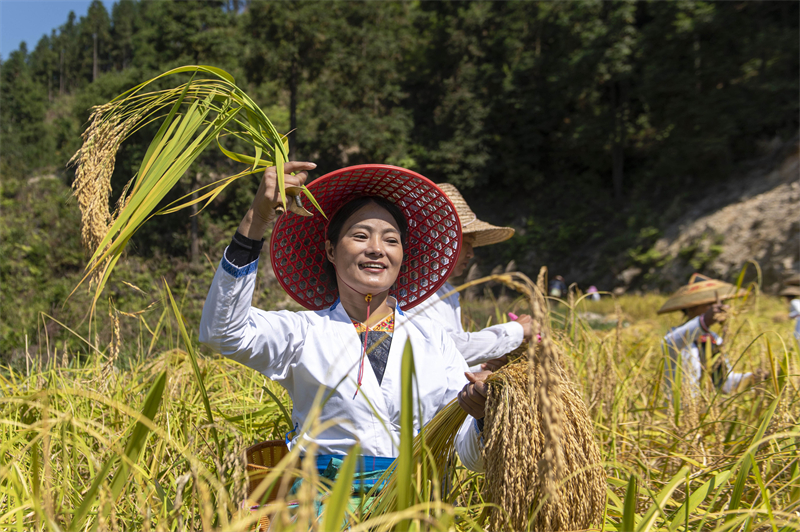 Guizhou : une riche récolte de riz parfumé à Congjiang