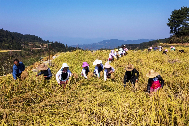 Guizhou : une riche récolte de riz parfumé à Congjiang