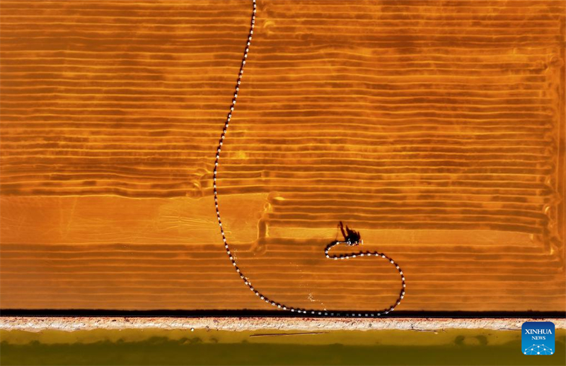 Hebei : la récolte du sel dans les salines de Nanpu à Tangshan