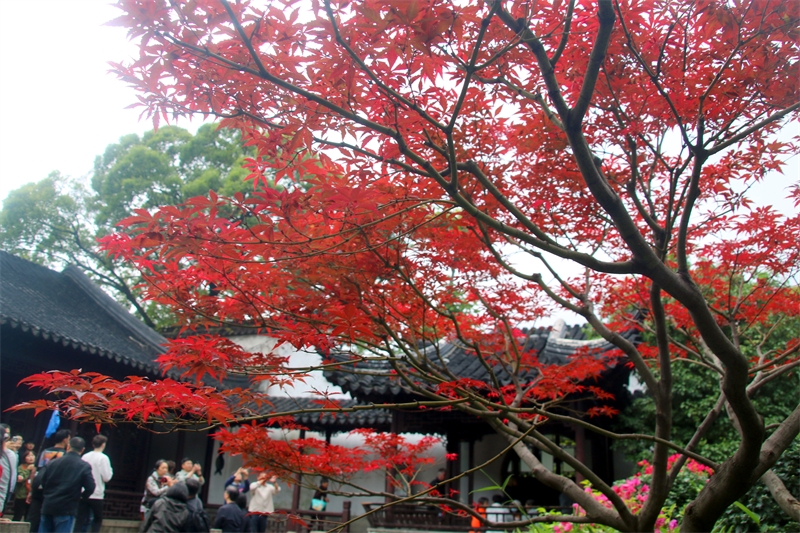 Jiangsu : la splendeur des feuilles d'érables rouges du jardin Liuyuan de Suzhou pendant la saison des gelées