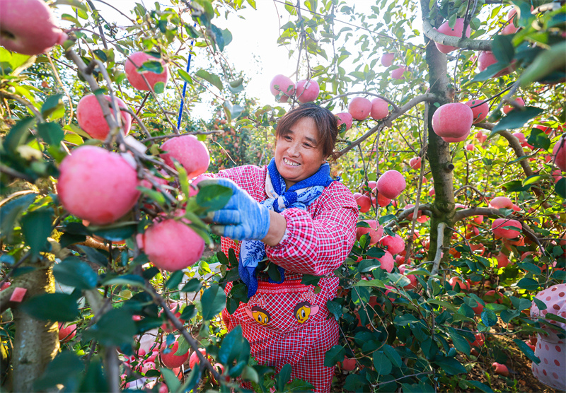 Shandong : une riche récolte de pommes à Rongcheng