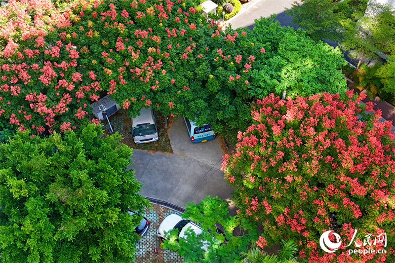 Fujian : les savonniers colorés de Xiamen se parent de leurs habits d'automne