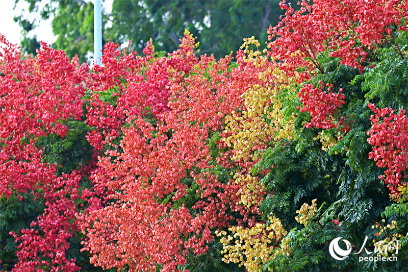 Fujian : les savonniers colorés de Xiamen se parent de leurs habits d'automne