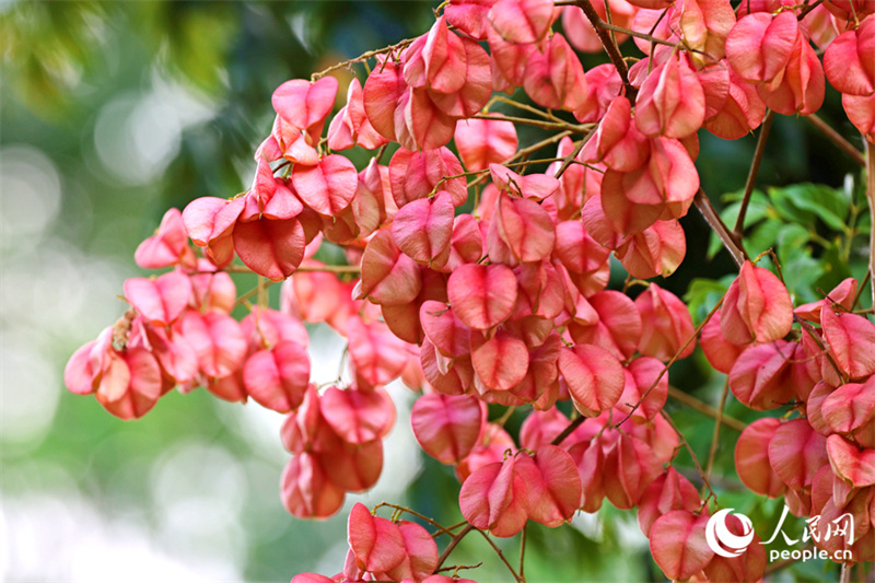 Fujian : les savonniers colorés de Xiamen se parent de leurs habits d'automne