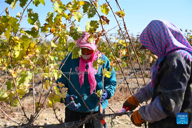 Ningxia : les destinations de tourisme viticole prospèrent près du mont Helan