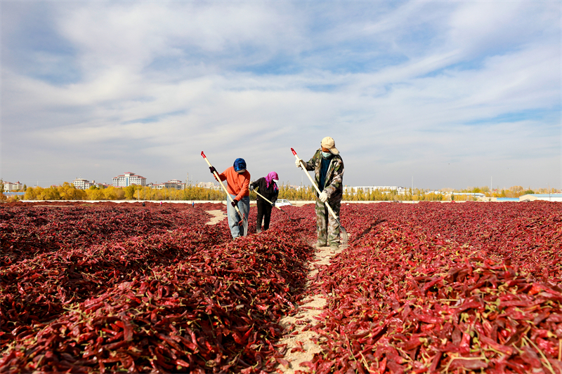 Gansu : la route de la richesse avec les piments rouges à Jiuquan