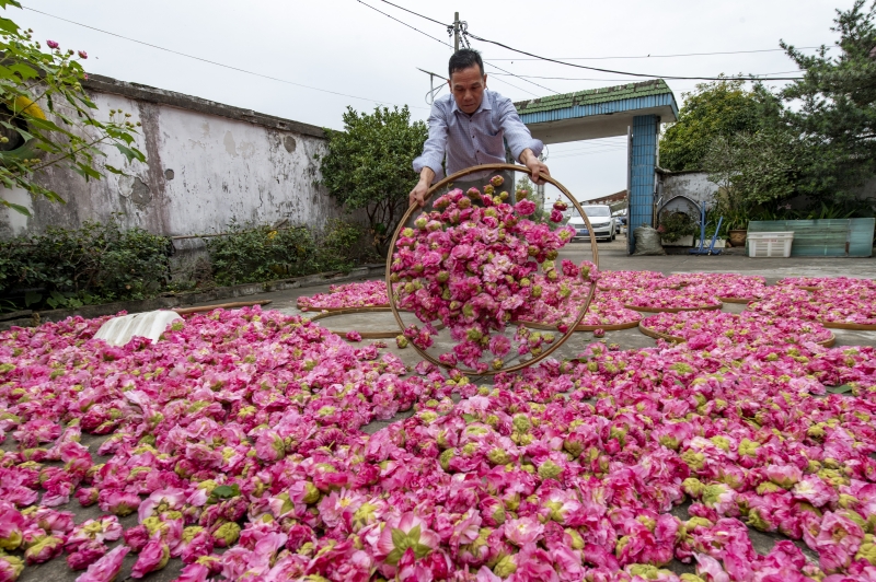 Zhejiang : à Lanxi, les hibiscus  contribuent à revitaliser la campagne