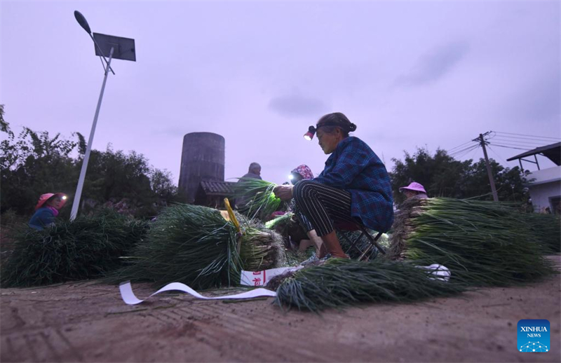 Guangxi : un village engagé dans la culture des oignons verts