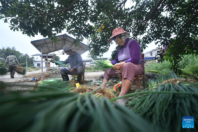 Guangxi : un village engagé dans la culture des oignons verts