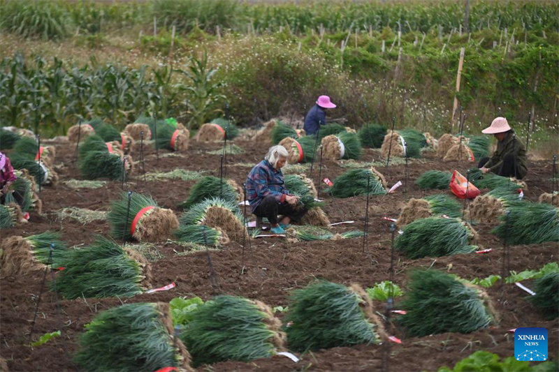 Guangxi : un village engagé dans la culture des oignons verts