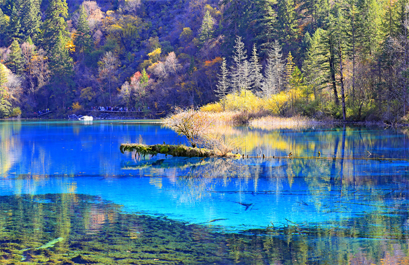 Sichuan : les paysages d'automne pittoresques de Jiuzhaigou envo?tent les touristes