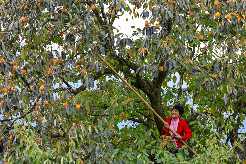 Anhui : une riche récolte de kakis lanternes dans le comté de She