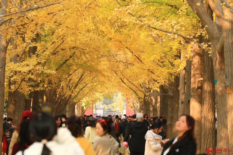 Les magnifiques couleurs de l'automne à Beijing