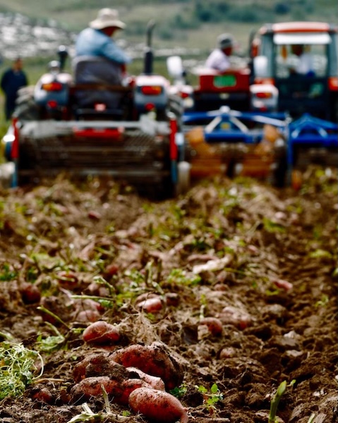 La Chine et le Pérou unissent leurs forces dans la sélection et la production de pommes de terre