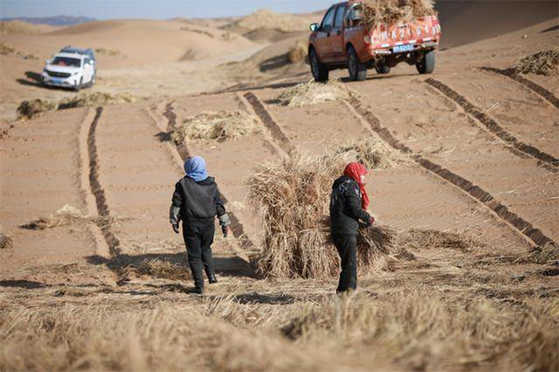 Gansu : la bataille du blocage des lisières du désert est en cours à Minqin