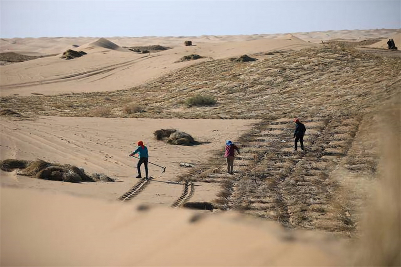 Gansu : la bataille du blocage des lisières du désert est en cours à Minqin