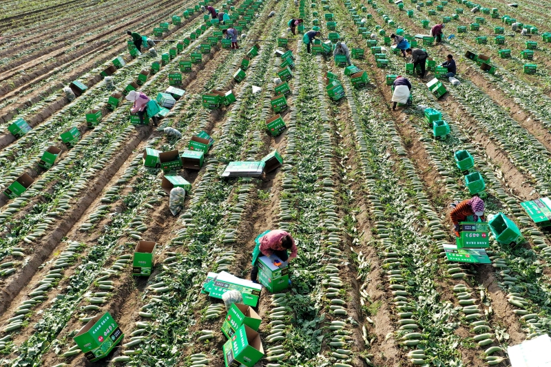 Shandong : une récolte de légumes d'hiver chargée à Gaomi