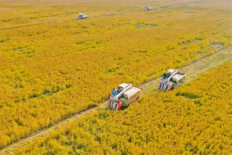 Jiangsu : la récolte du riz à Rugao