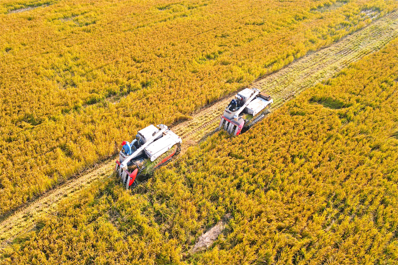 Jiangsu : la récolte du riz à Rugao