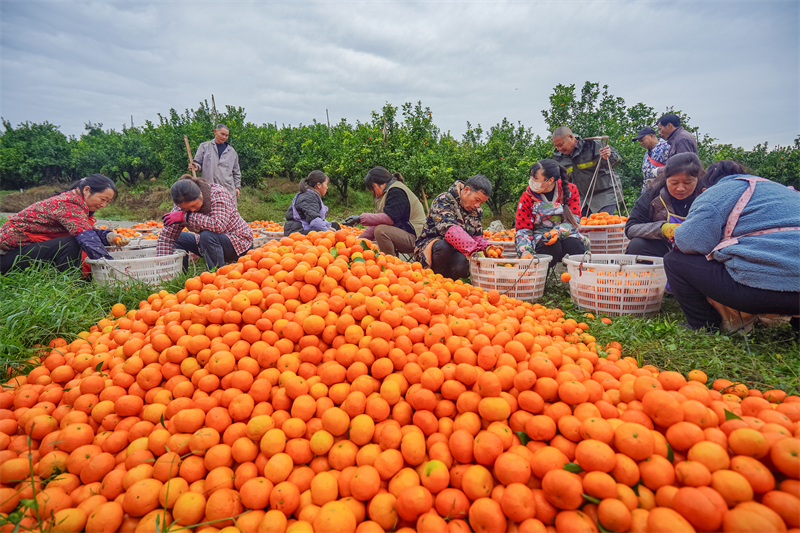 Sichuan : une riche récolte d'oranges sucrées à Meishan