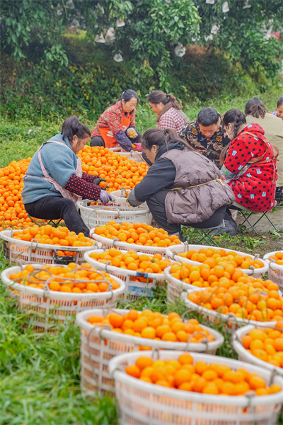 Sichuan : une riche récolte d'oranges sucrées à Meishan