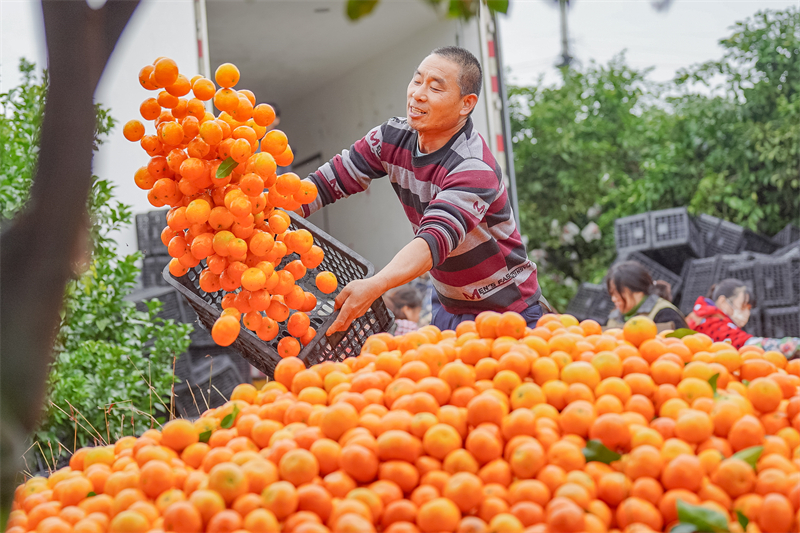 Sichuan : une riche récolte d'oranges sucrées à Meishan