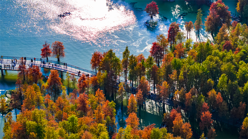 Zhejiang : la forêt aquatique colorée du lac Qingshan à Hangzhou