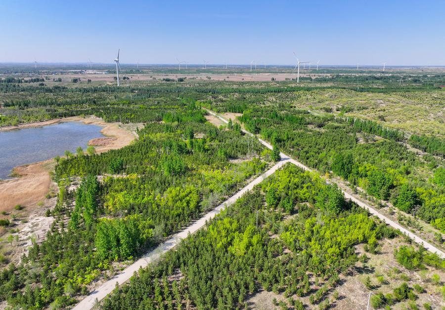 Photo aérienne prise par drone le 15 mai 2024 montrant des semis d