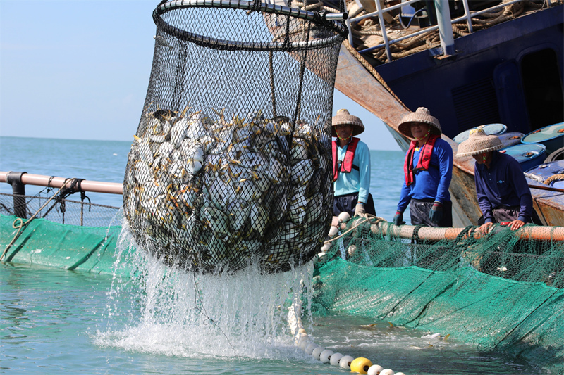 Hainan : une récolte abondante d'aquaculture en cages en eau profonde à Sanya