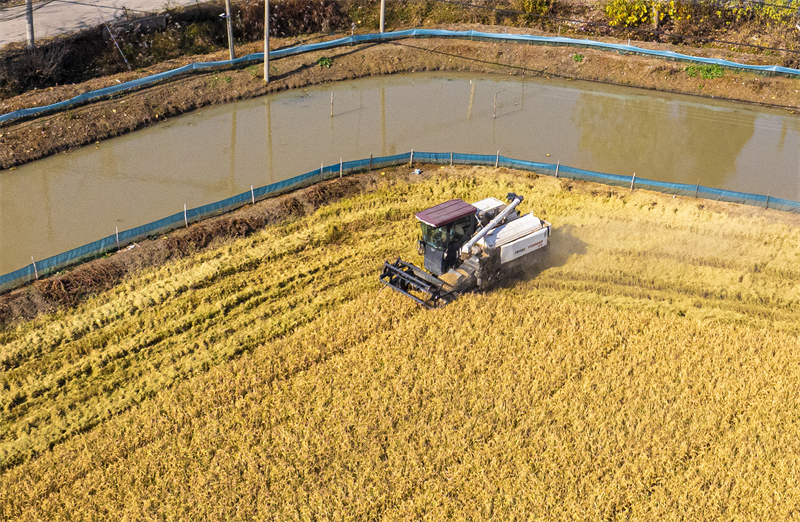 Jiangsu : la culture en parallèle de riz et de crabes donne une récolte abondante à Sihong