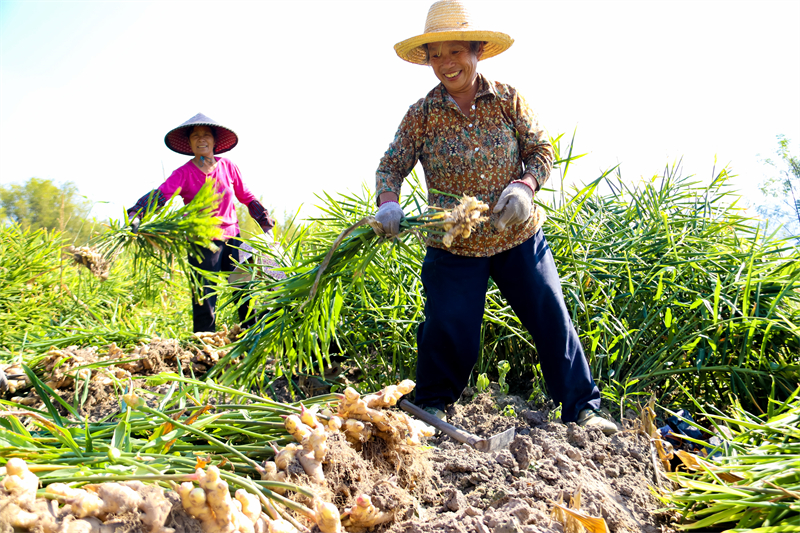 Guangxi : l'industrie spéciale du gingembre aide les agriculteurs de Mengshan à augmenter leurs revenus