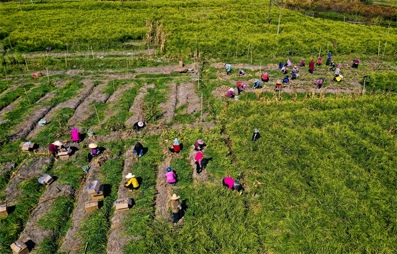 Guangxi : l'industrie spéciale du gingembre aide les agriculteurs de Mengshan à augmenter leurs revenus