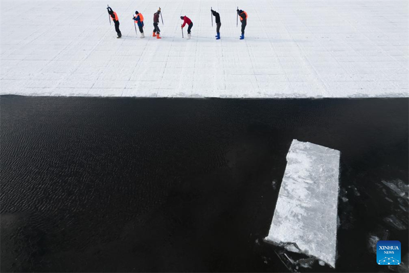 Heilongjiang : la saison de collecte de glace a commencé à Harbin