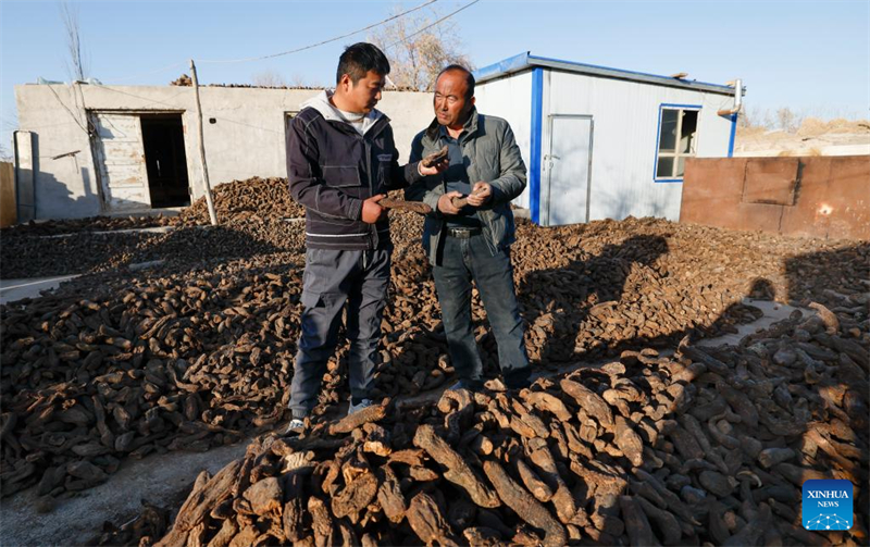 Xinjiang : comment un projet de contr?le du désert au Xinjiang améliore la vie des agriculteurs