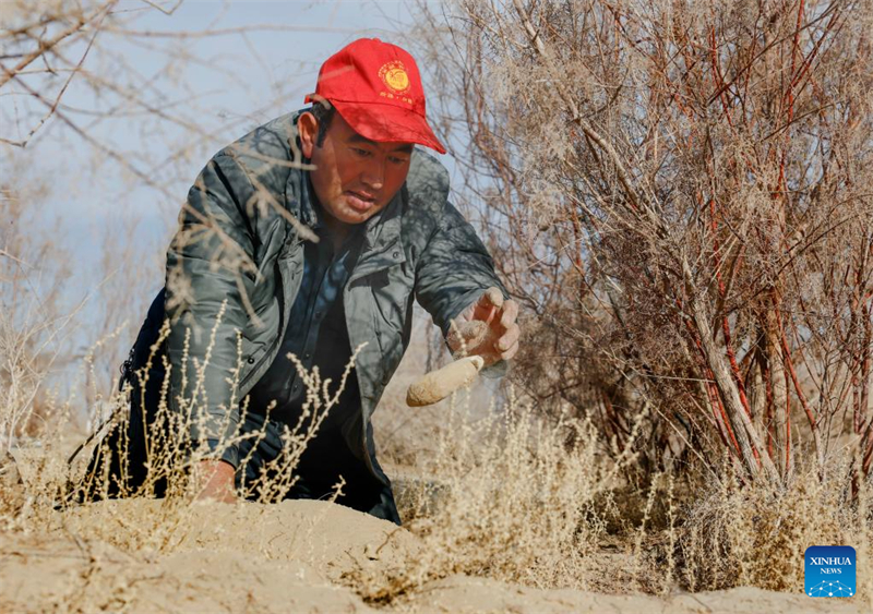 Xinjiang : comment un projet de contr?le du désert au Xinjiang améliore la vie des agriculteurs