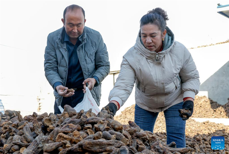 Xinjiang : comment un projet de contr?le du désert au Xinjiang améliore la vie des agriculteurs