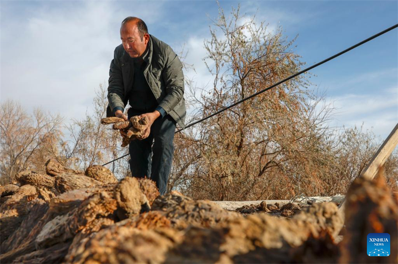 Xinjiang : comment un projet de contr?le du désert au Xinjiang améliore la vie des agriculteurs