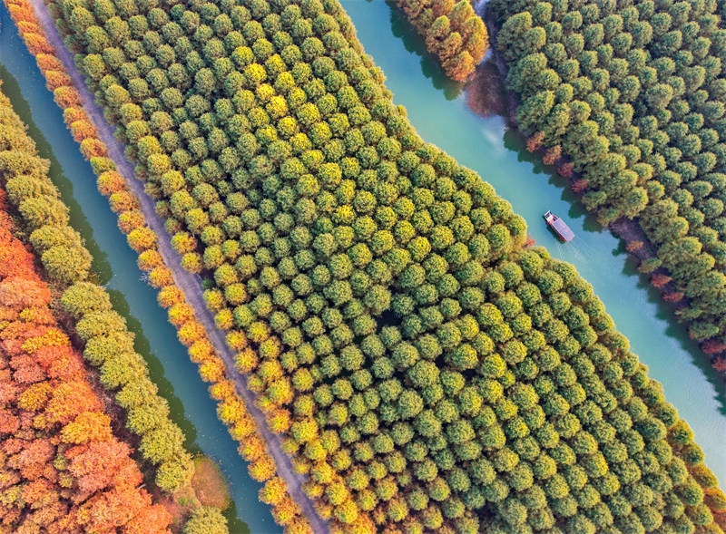 Jiangsu : la magnifique forêt de métaséquoias colorés de Suqian