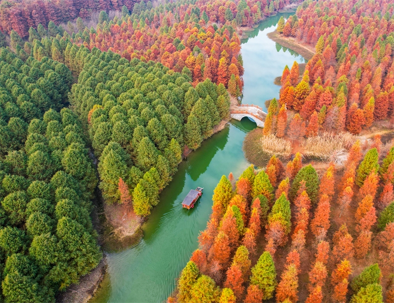 Jiangsu : la magnifique forêt de métaséquoias colorés de Suqian