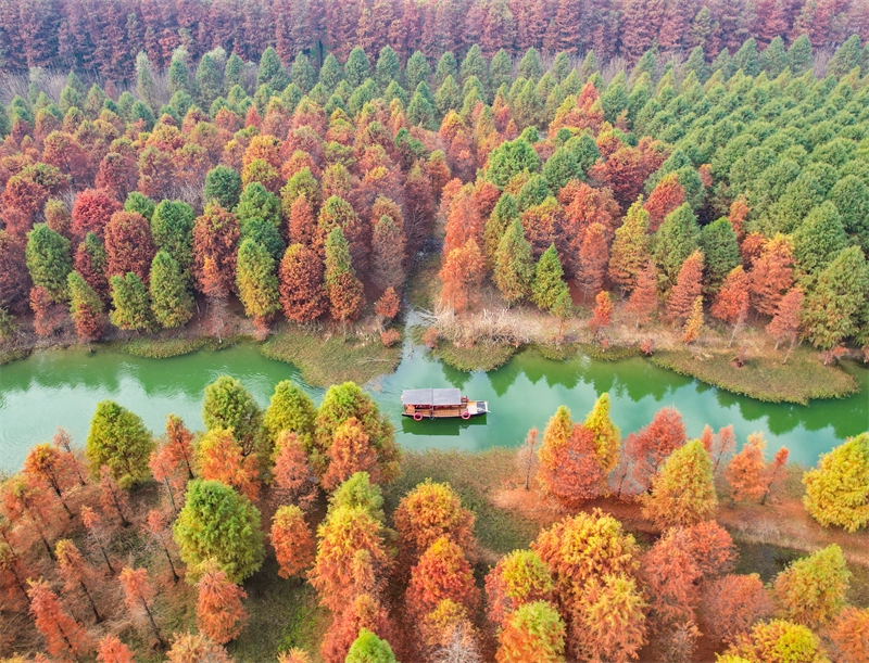 Jiangsu : la magnifique forêt de métaséquoias colorés de Suqian