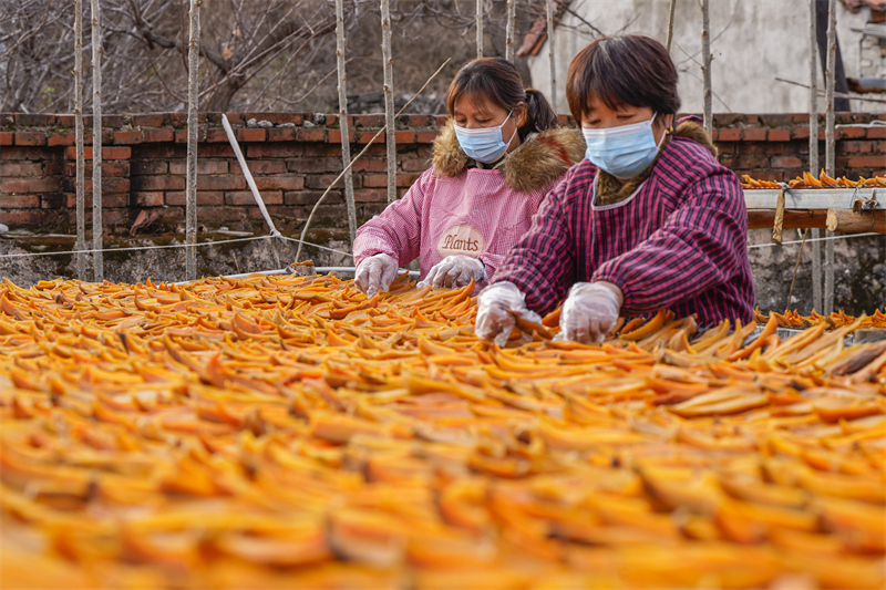 Hebei : la transformation des patates douces de montagne contribue à augmenter les revenus à Zunhua