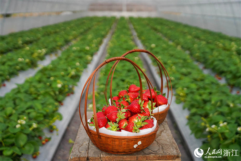 Zhejiang : une cueillette de fraises chargée à Ningbo