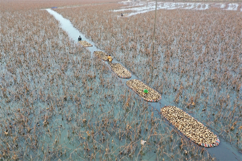 Anhui : la récolte et l'excavation de racines de lotus à Mengcheng pour approvisionner le marché