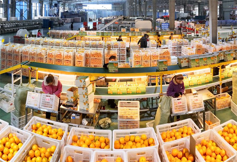 Hubei : les exportations d'oranges fra?ches de Zigui battent leur plein