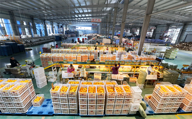 Hubei : les exportations d'oranges fra?ches de Zigui battent leur plein